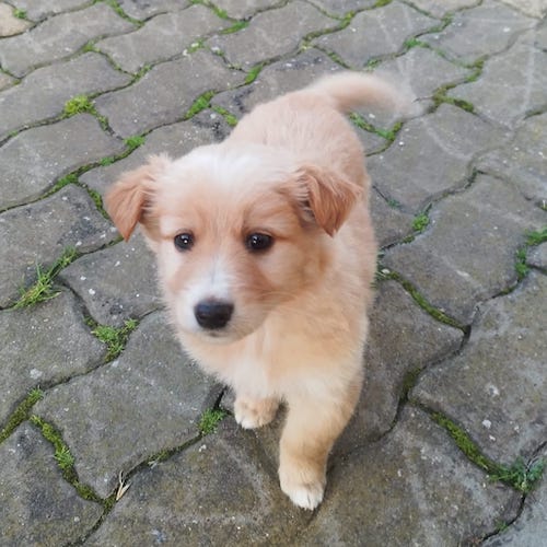 golia