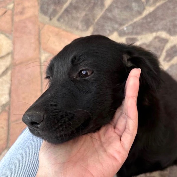 lola1.jpg